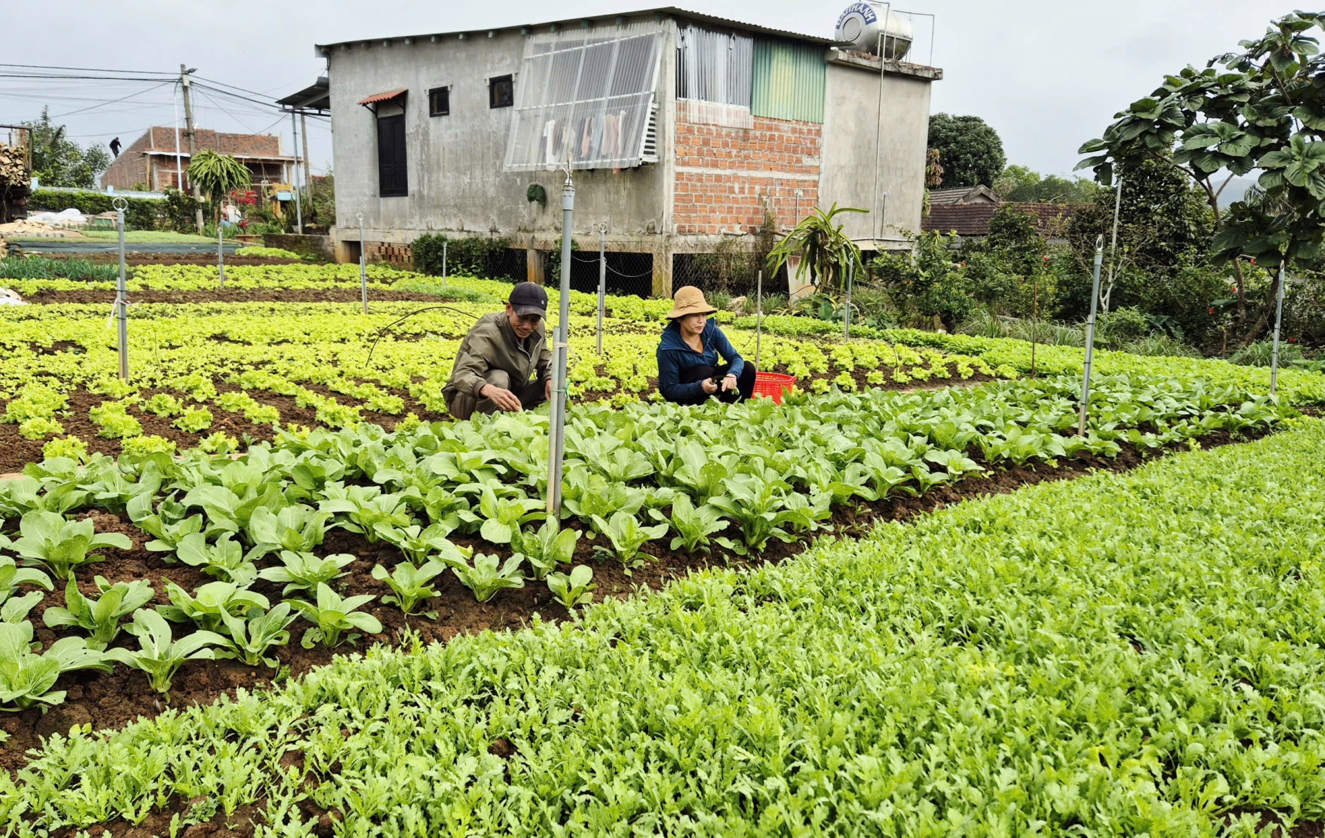 Mô hình trồng rau sạch mang lại thu nhập ổn định cho gia đình bà Nguyễn Thị Liên-Ảnh: K.S 