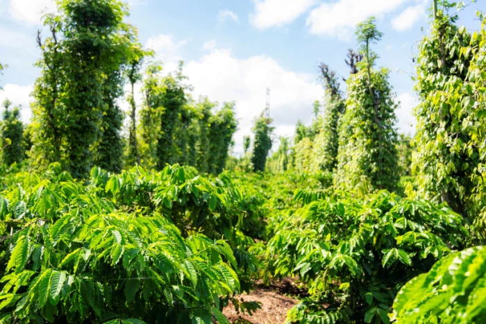 Bộ Tài chính thông tin một số chính sách mới về tiền sử dụng đất năm 2026