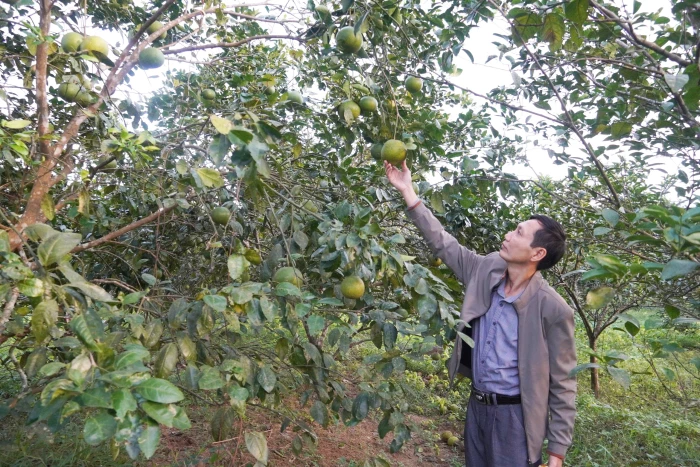 Cho những mùa quả ngọt