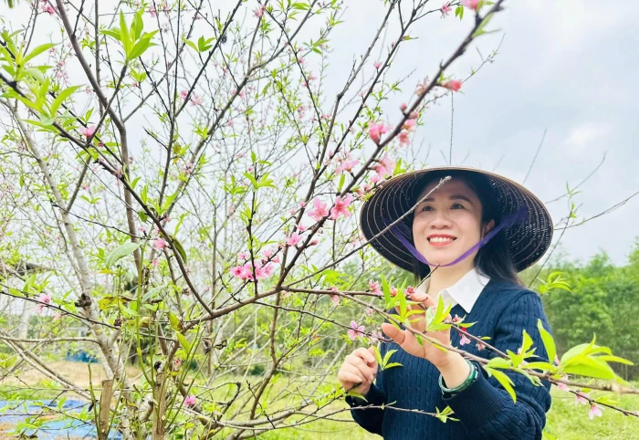 Đào phai khoe sắc ngày xuân