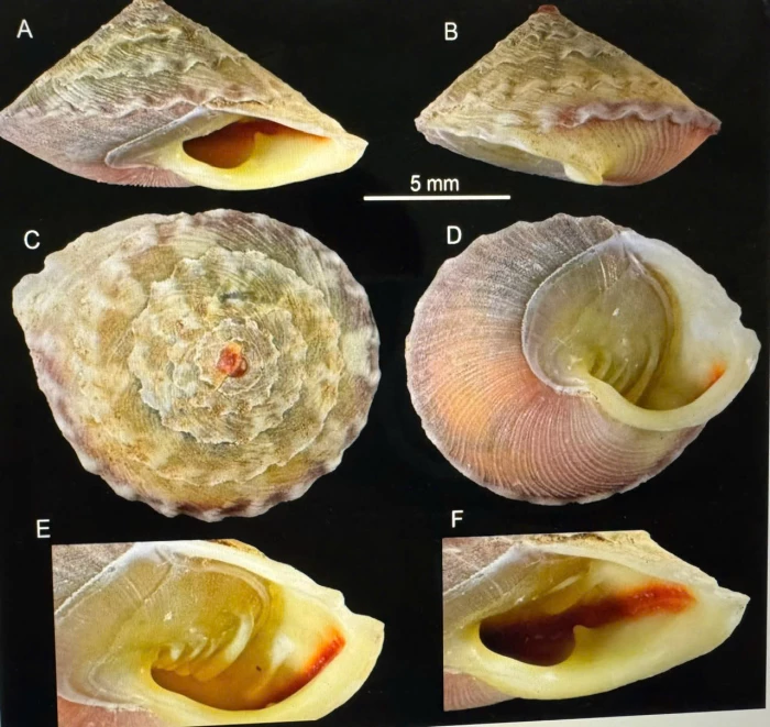 Ghi nhận và công bố nhiều loài mới cho khoa học 