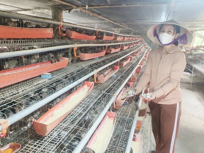 Quảng Trạch: Nâng cao hiệu quả sản xuất nông nghiệp