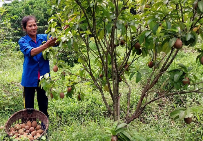 Tạo sinh kế bền vững cho đồng bào dân tộc thiểu số