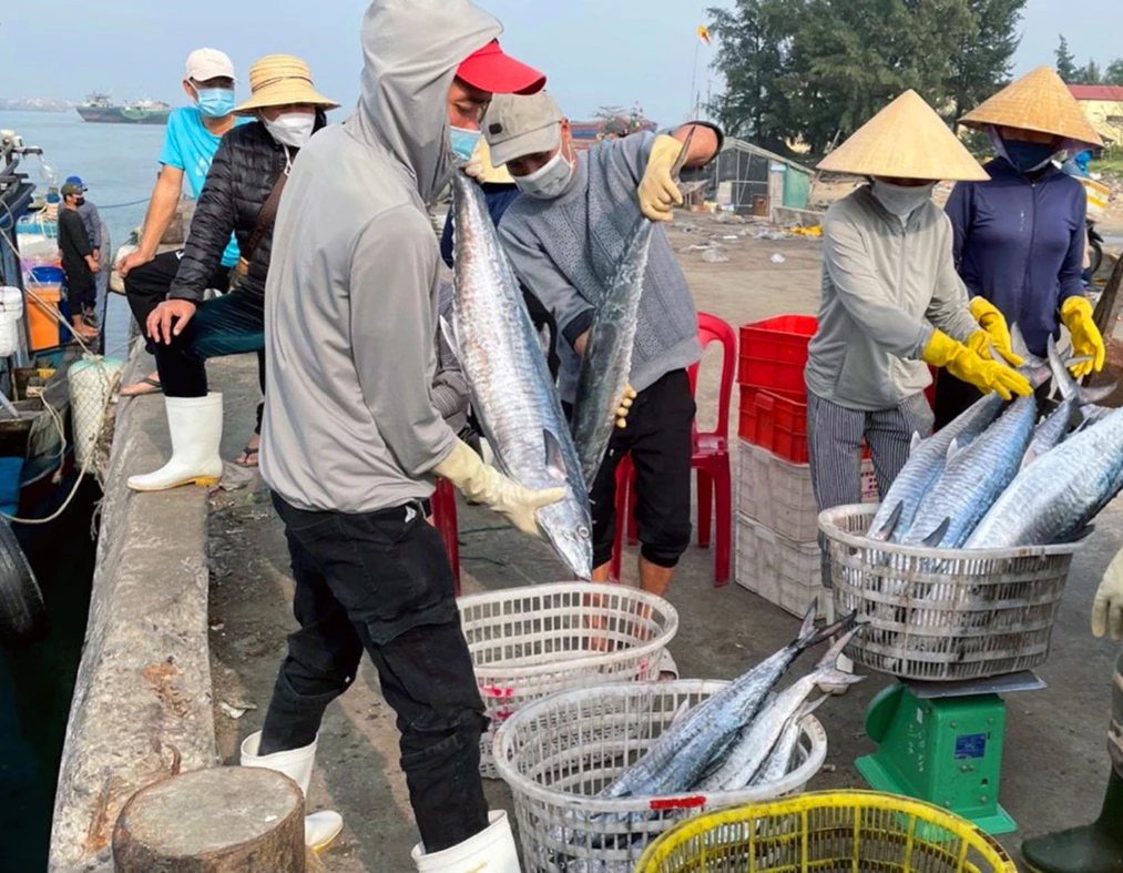 Hải sản sau đánh bắt được thương lái thu mua ngay tại cảng cá- Ảnh: L.C