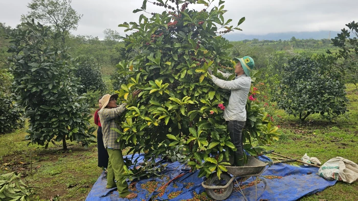 Nông dân phấn khởi bước vào vụ cà phê mít