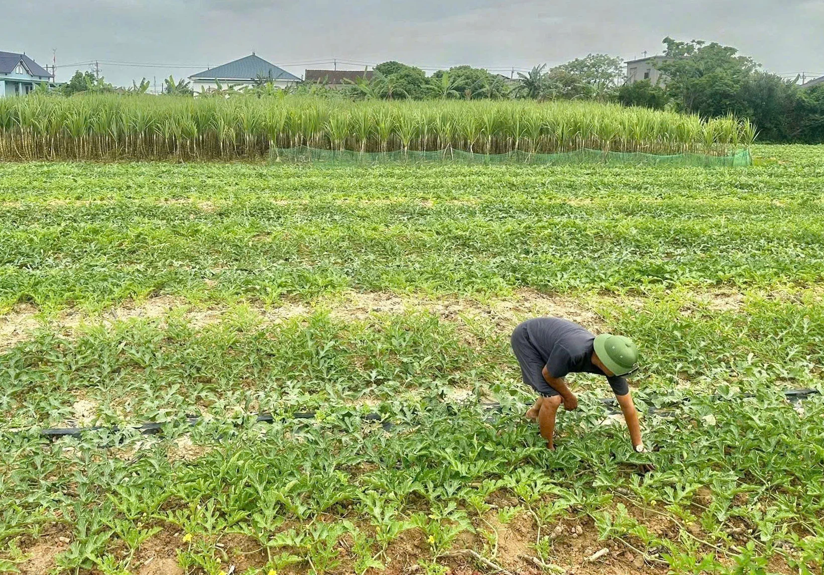 Nông dân xã Nam Trạch ra đồng chăm sóc dưa hấu - Ảnh: L.M