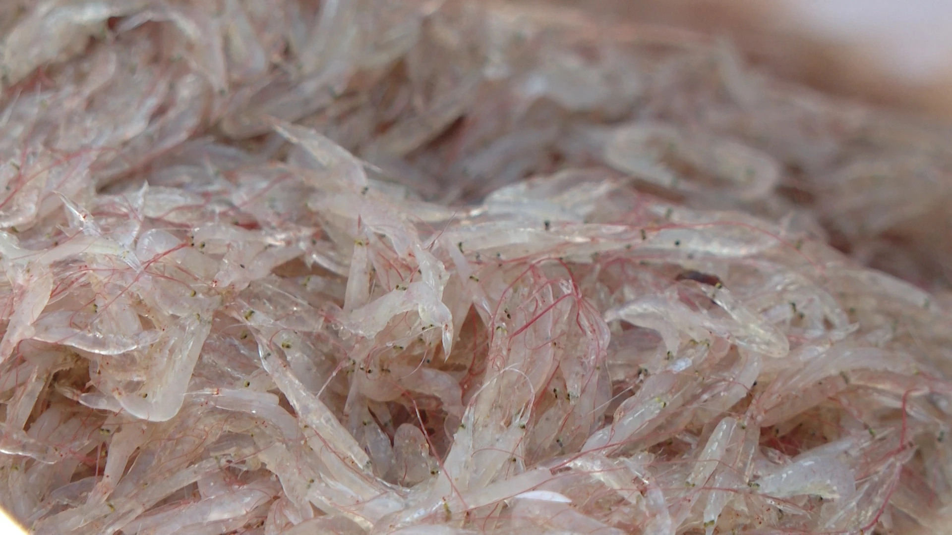 Ruốc tươi có màu đỏ hồng, thường xuất hiện vào từng đợt - Ảnh: H.T