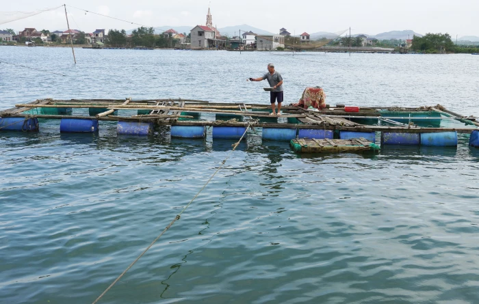 Phát triển nghề nuôi cá lồng trên sông Gianh