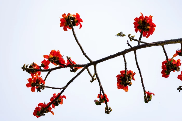 Hoa gạo chùa Cảnh Tiên