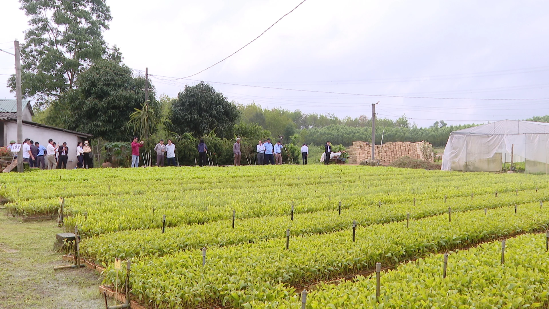 Mô hình vườn ươm cải tiến của Công ty TNHH cây giống lâm nghiệp Long Thành.