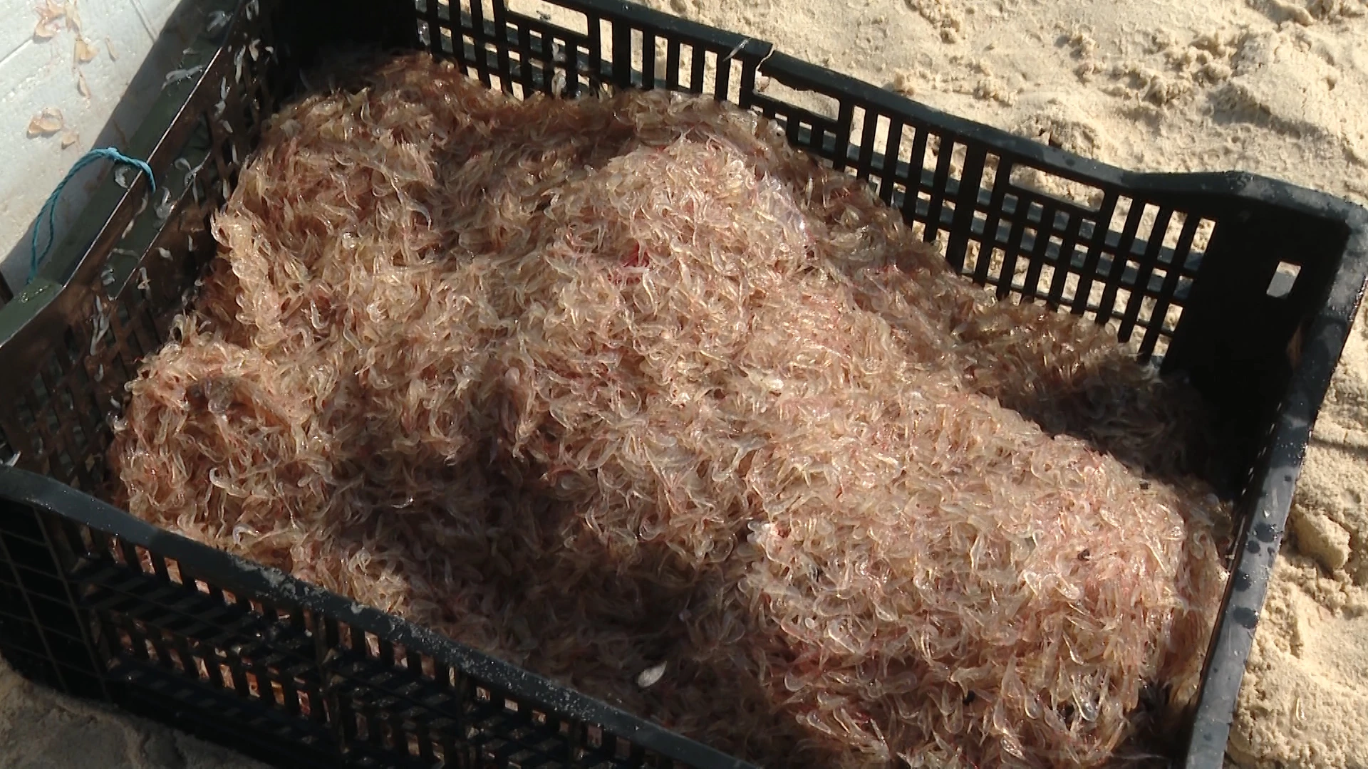 Ruốc tươi được thương lái thu mua với giá từ 10.000 đến 12.000 đồng/kg - Ảnh: H.T