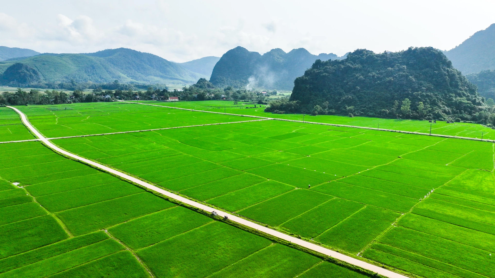 Những thửa ruộng được chăm sóc cẩn thận trải dài như tấm thảm xanh.