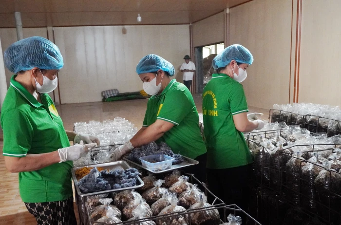 Các hợp tác xã tập trung sản xuất, nâng cao chất lượng sản phẩm