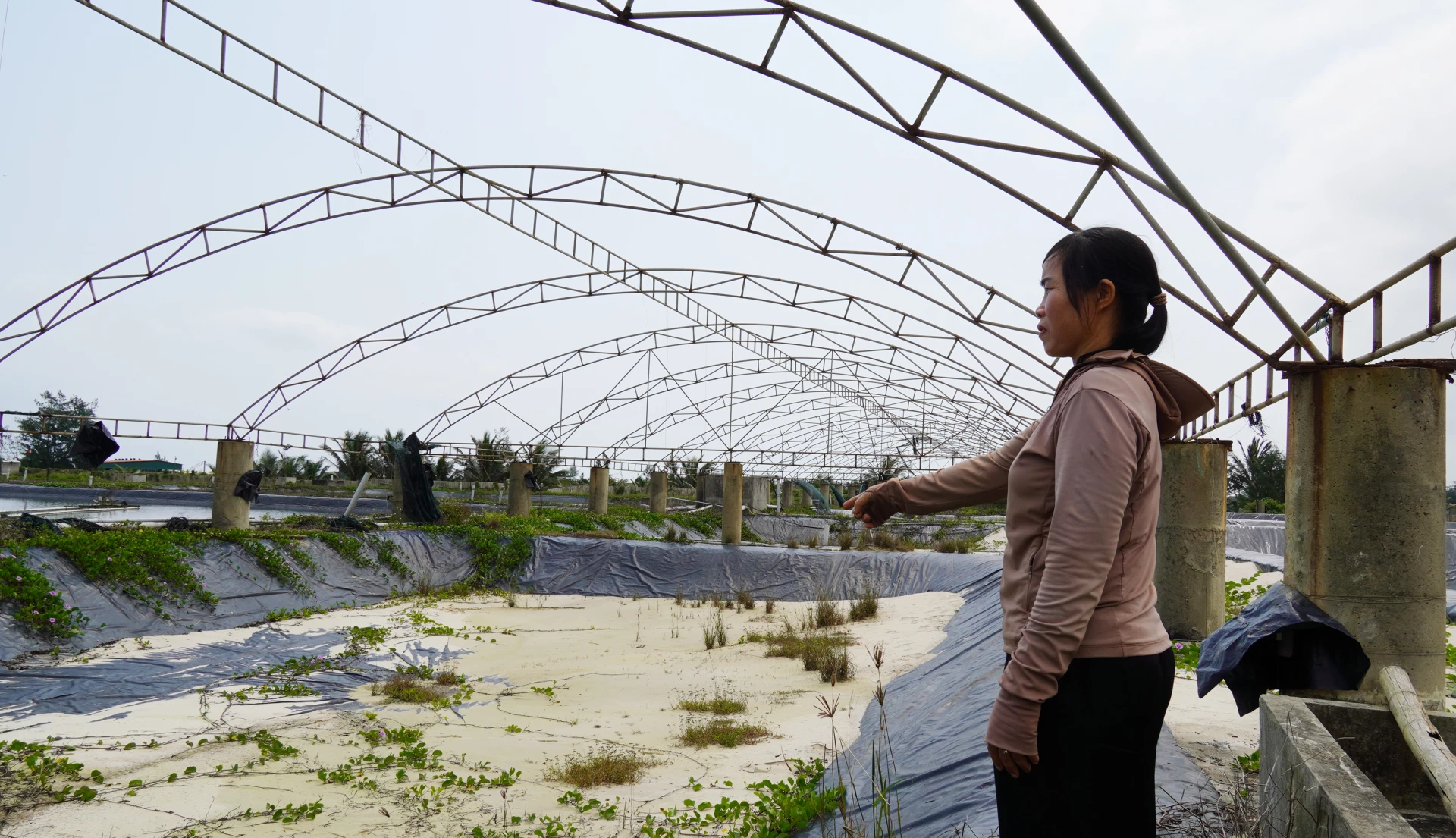  10 hồ nuôi tôm của gia đình chị Mai Thị Hiển ở thôn Tân Hải bỏ trống từ nhiều năm nay - Ảnh: C.H