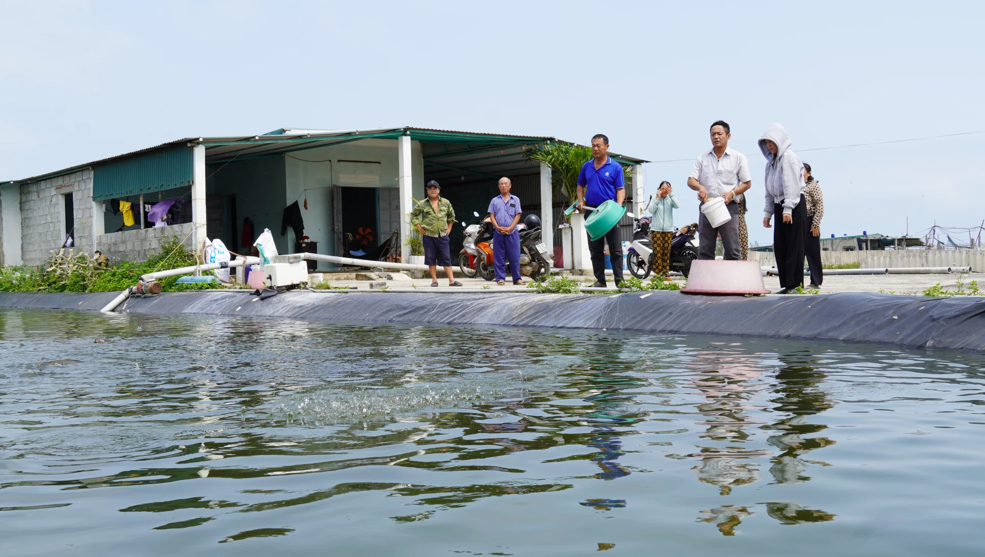 Không còn đủ sức nuôi tôm,nhiều gia đình ở thôn Tân Hải đã chuyển sang nuôi cá lóc - Ảnh: C.H