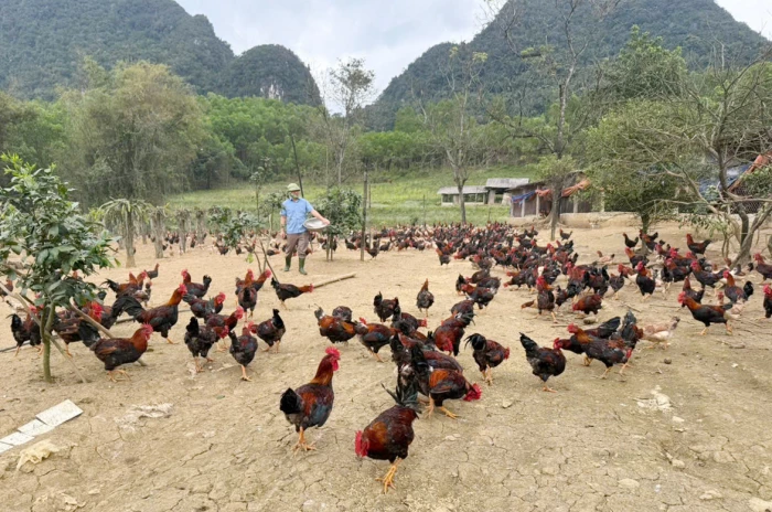 Hướng đến chăn nuôi tập trung theo hướng hiện đại