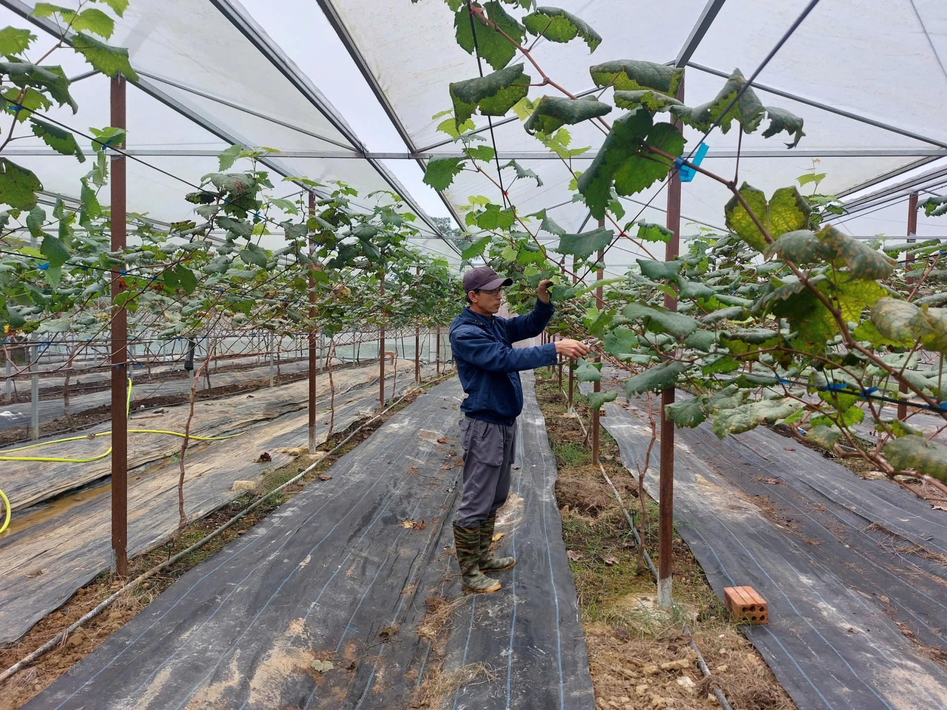 Phương pháp nhà màng giúp cây nho mẫu đơn phát triển tốt và cho hiệu quả kinh tế cao - Ảnh: Đ.N
