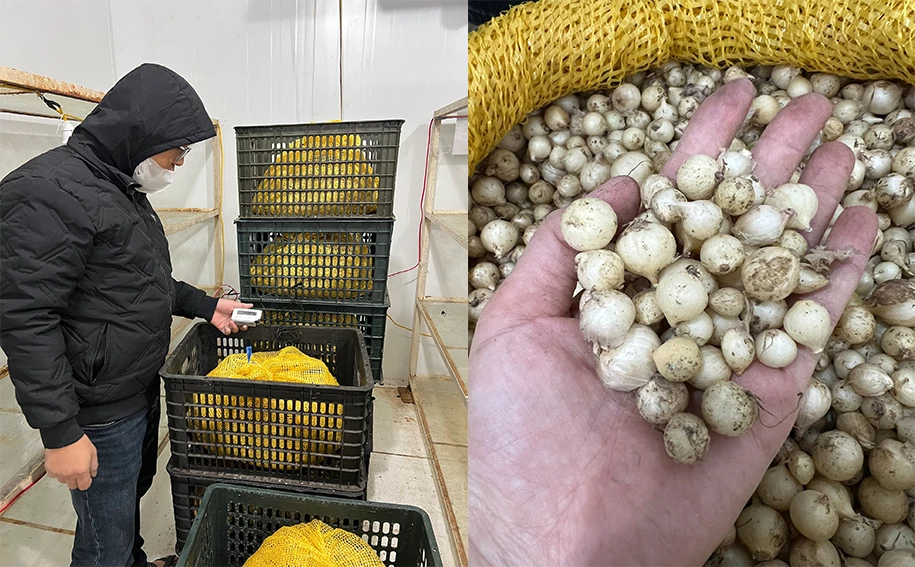 Bảo quản lạnh nén củ không đòi hỏi thiết bị phức tạp hay chi phí đầu tư quá lớn. Ảnh: NVCC
