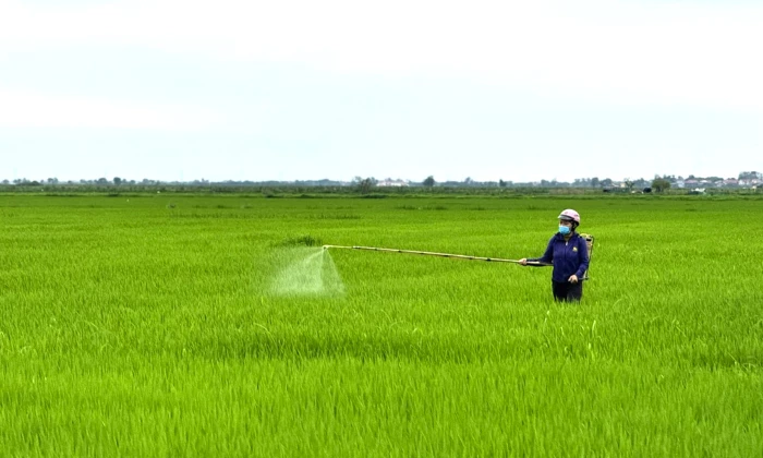 Chủ động phòng trừ sâu bệnh trên lúa đông-xuân