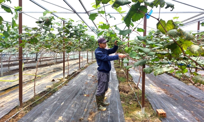 Làm nông nghiệp nhà màng