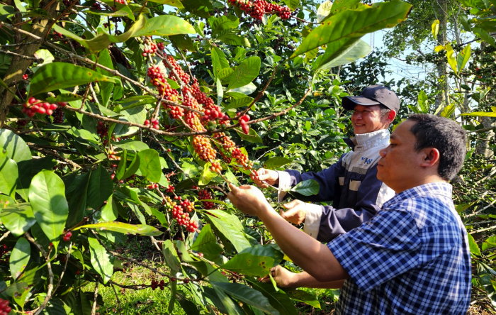 Công nhận 69 cây cà phê mít đầu dòng