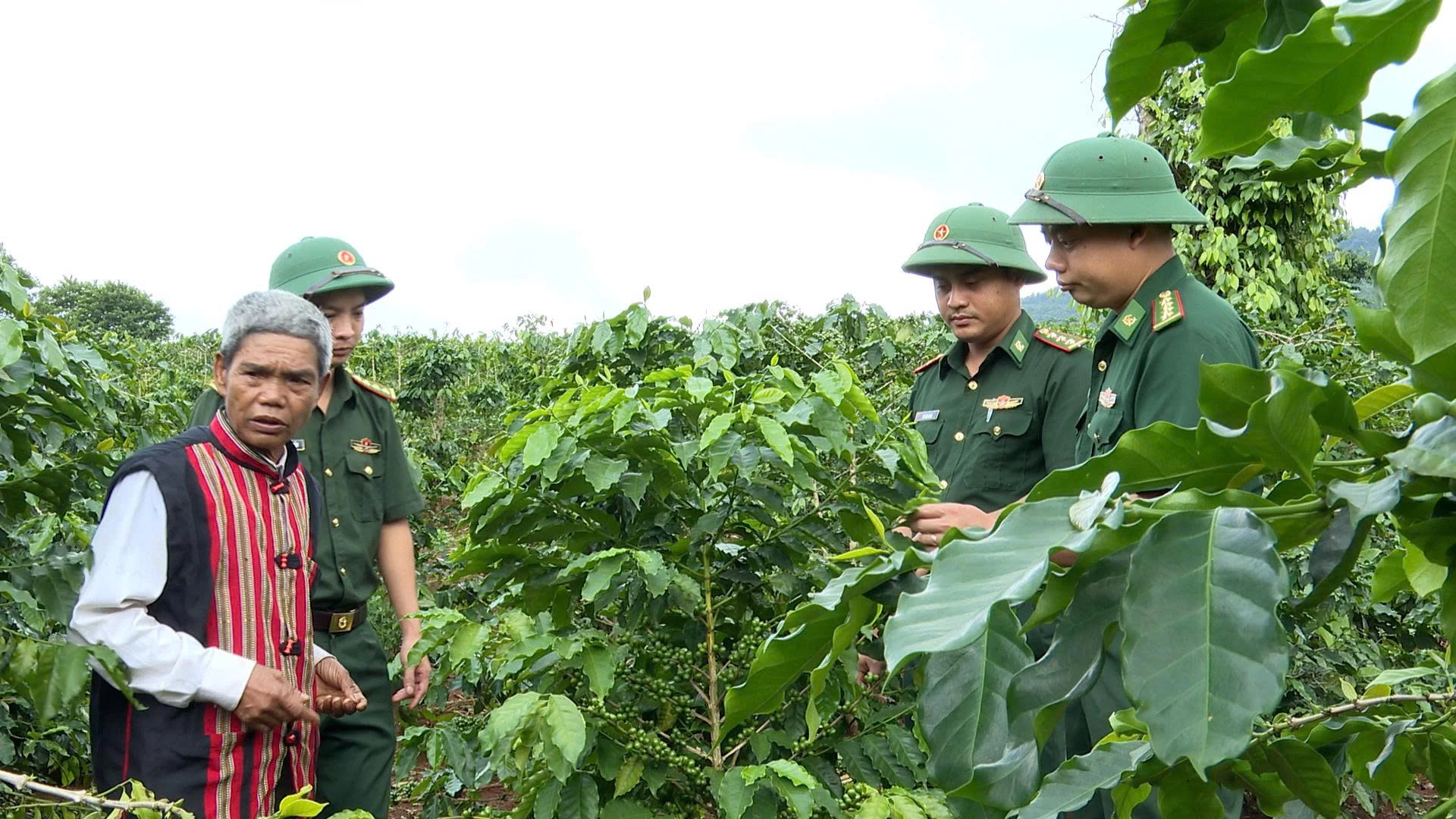 Già làng Hồ Liếp thăm vườn cà phê của gia đình - Ảnh MH