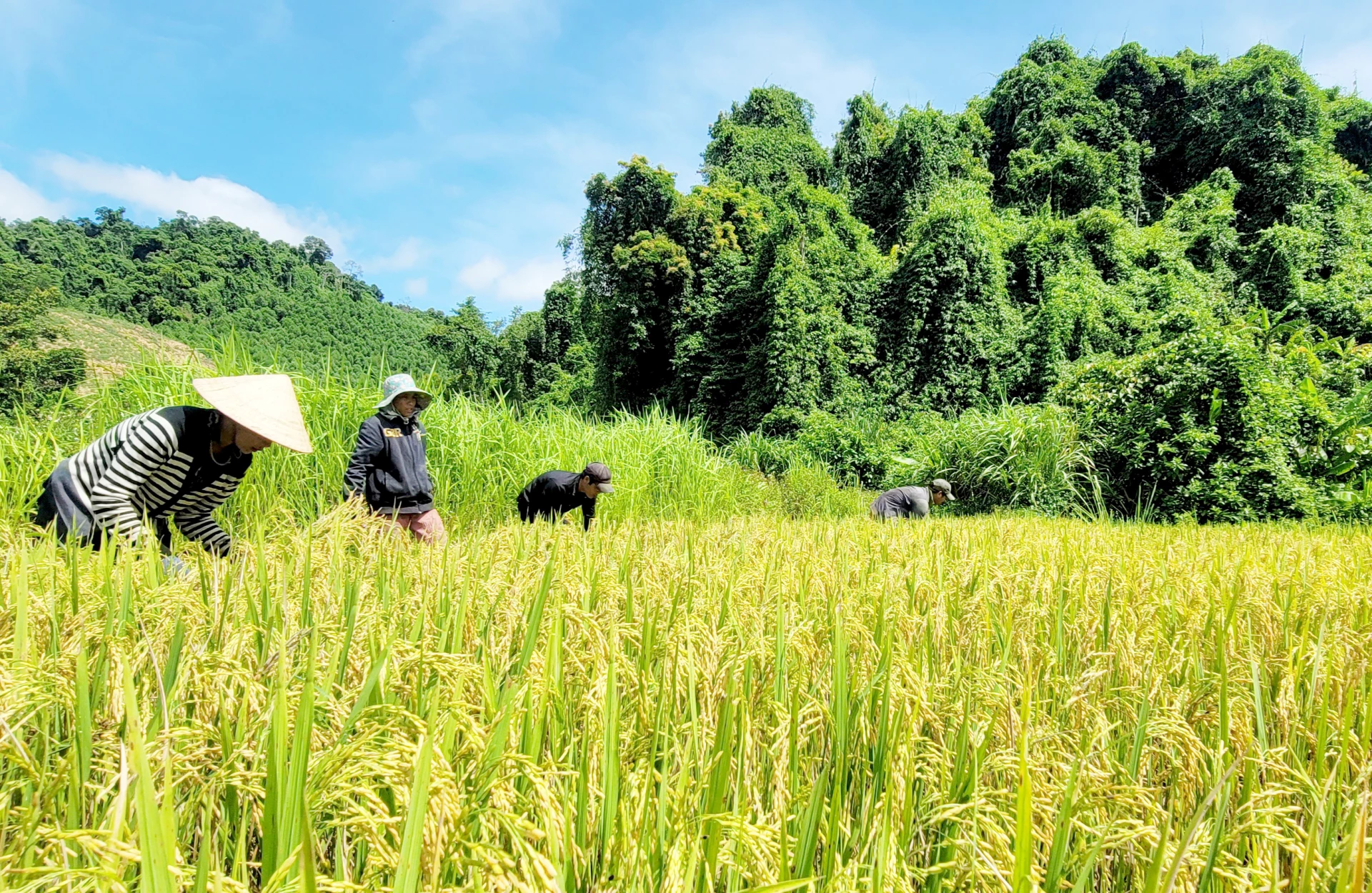 Các mô hình lúa nước Biên phòng phát huy tính bền vững trong phát triển kinh tế, xóa đói giảm nghèo cho đồng bào dân tộc thiểu số- Ảnh: T.L