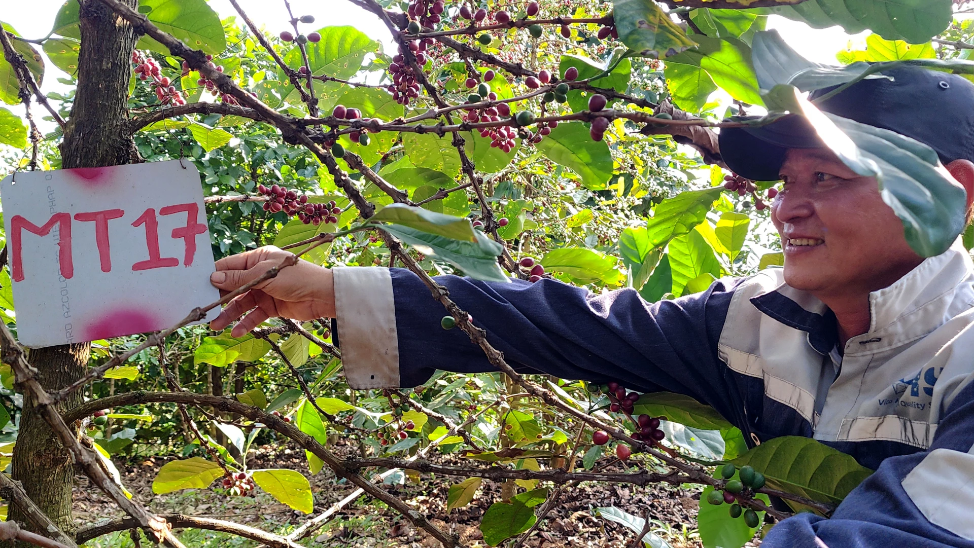 Các cây cà phê mít đầu dòng được đánh dấu và có quy trình theo dõi chặt chẽ- Ảnh: TL.