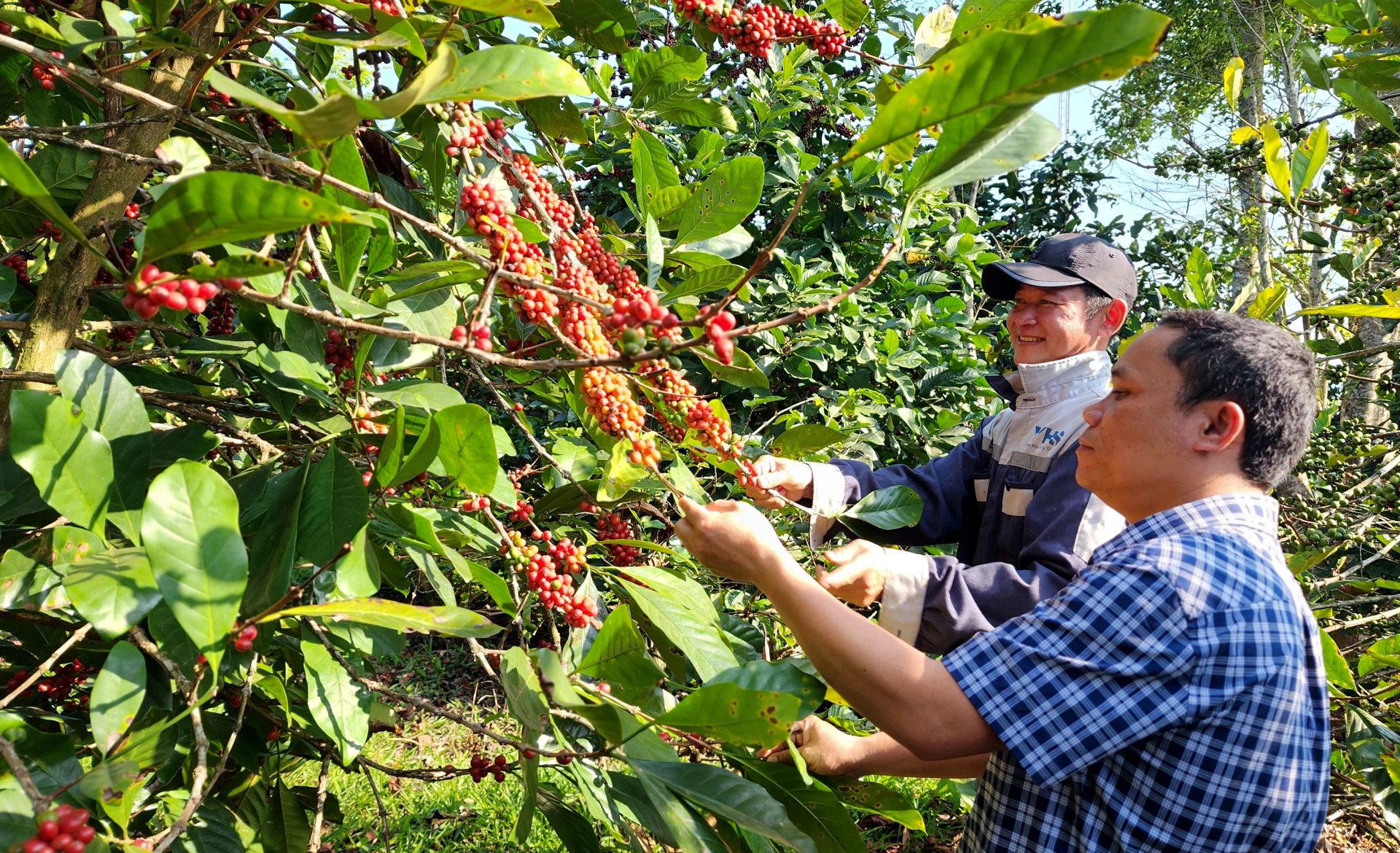 Cà phê mít chất lượng cao ngày càng phát triển mạnh tại xã Hướng Phùng- Ảnh: TL.