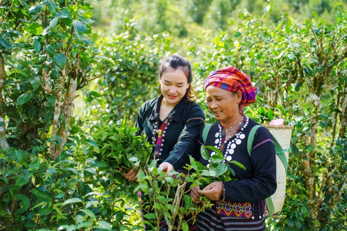 'Đánh thức' hương vị trà sạch ở vùng cao Khe Sanh