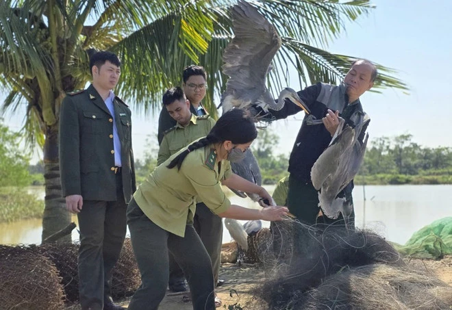 Lực lượng chức năng phát hiện, thu giữ tổng cộng 79 cá thể chim hoang dã tại một số điểm giăng lưới, đặt bẫy chim hoang dã tại phường Quảng Phú và xã Quảng Chính, tỉnh Thanh Hóa. (Nguồn: Cục LN-KL cung cấp)