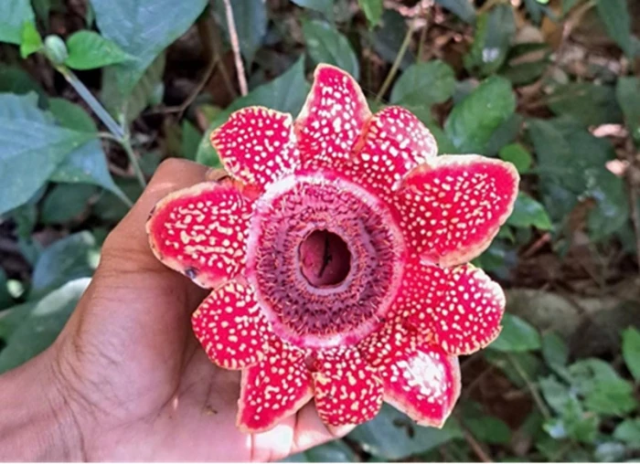 Ghi nhận sự xuất hiện của loài Địa nhãn Himalaya tại Vườn Quốc gia Phong Nha-Kẻ Bàng