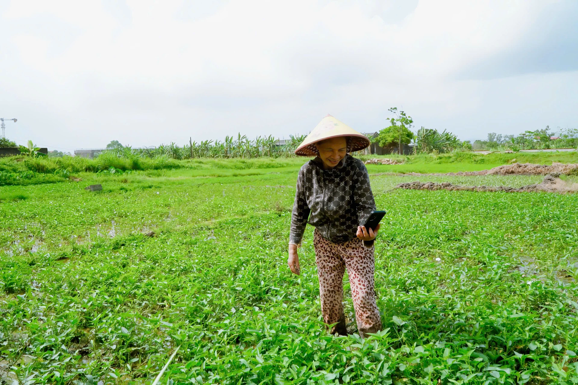 Bà Nguyễn Thị Vân làm quen với việc bán rau, củ qua mạng xã hội để mở rộng đầu ra cho sản phẩm của gia đình - Ảnh: M.H
