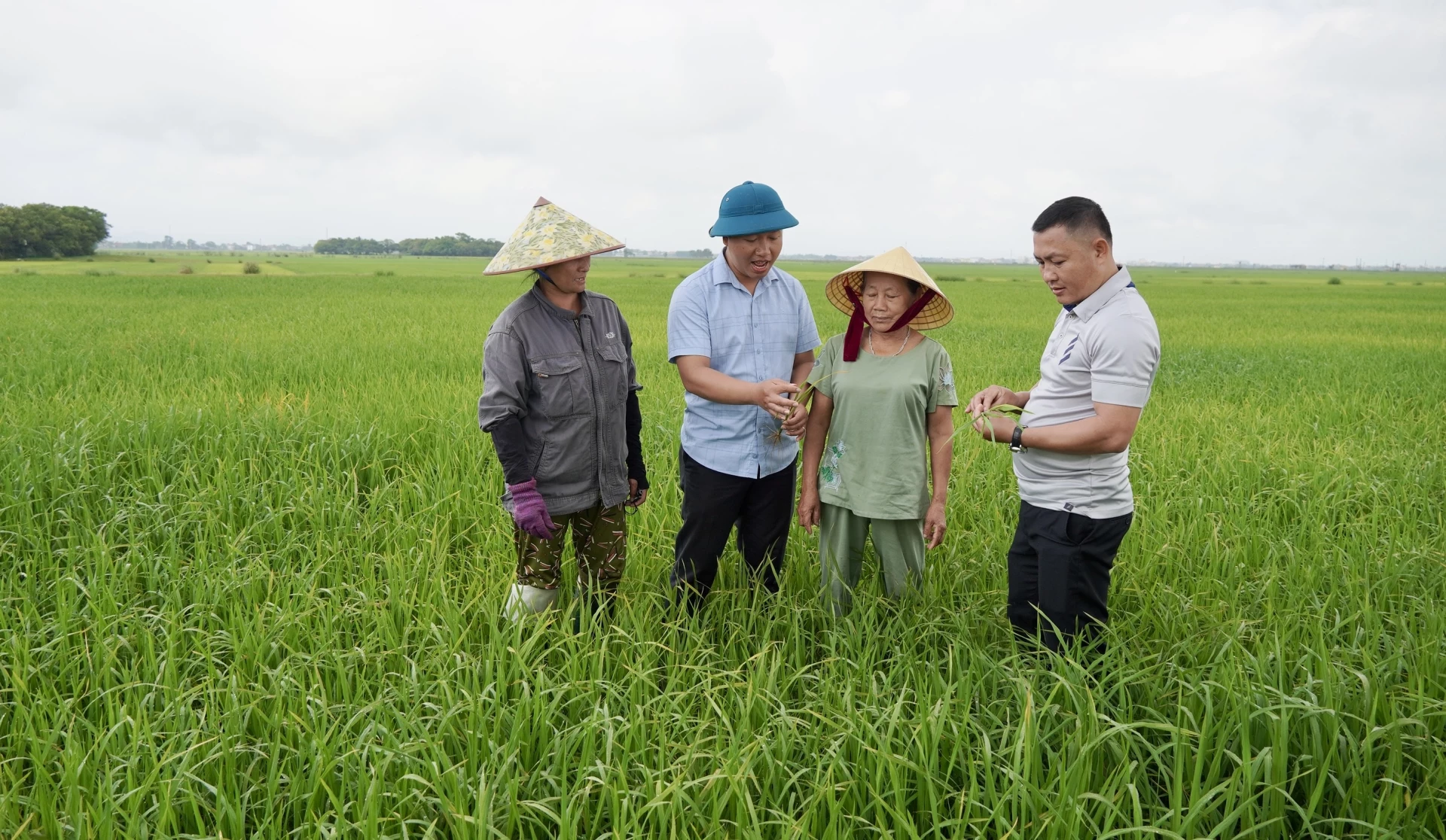 Cán bộ Trung tâm Dịch vụ tổng hợp xã Tân Mỹ kiểm tra tại các ruộng lúa - Ảnh: Đ.V