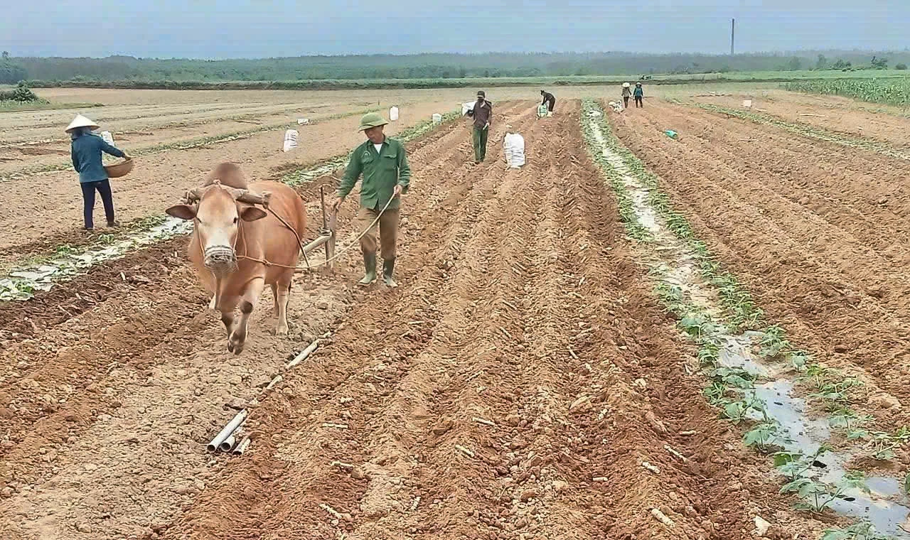 Bà con nông dân xã Nam Trạch trồng dưa hấu xen canh với sắn - Ảnh: L.M