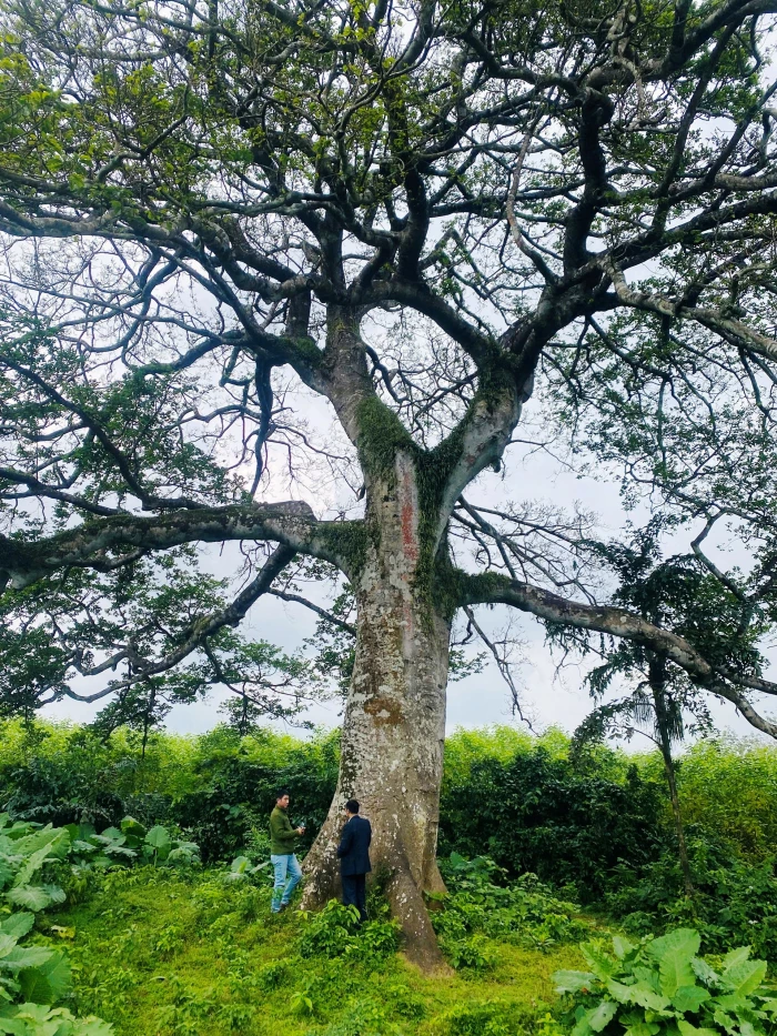 'Nhân chứng xanh' của làng Mai Lộc