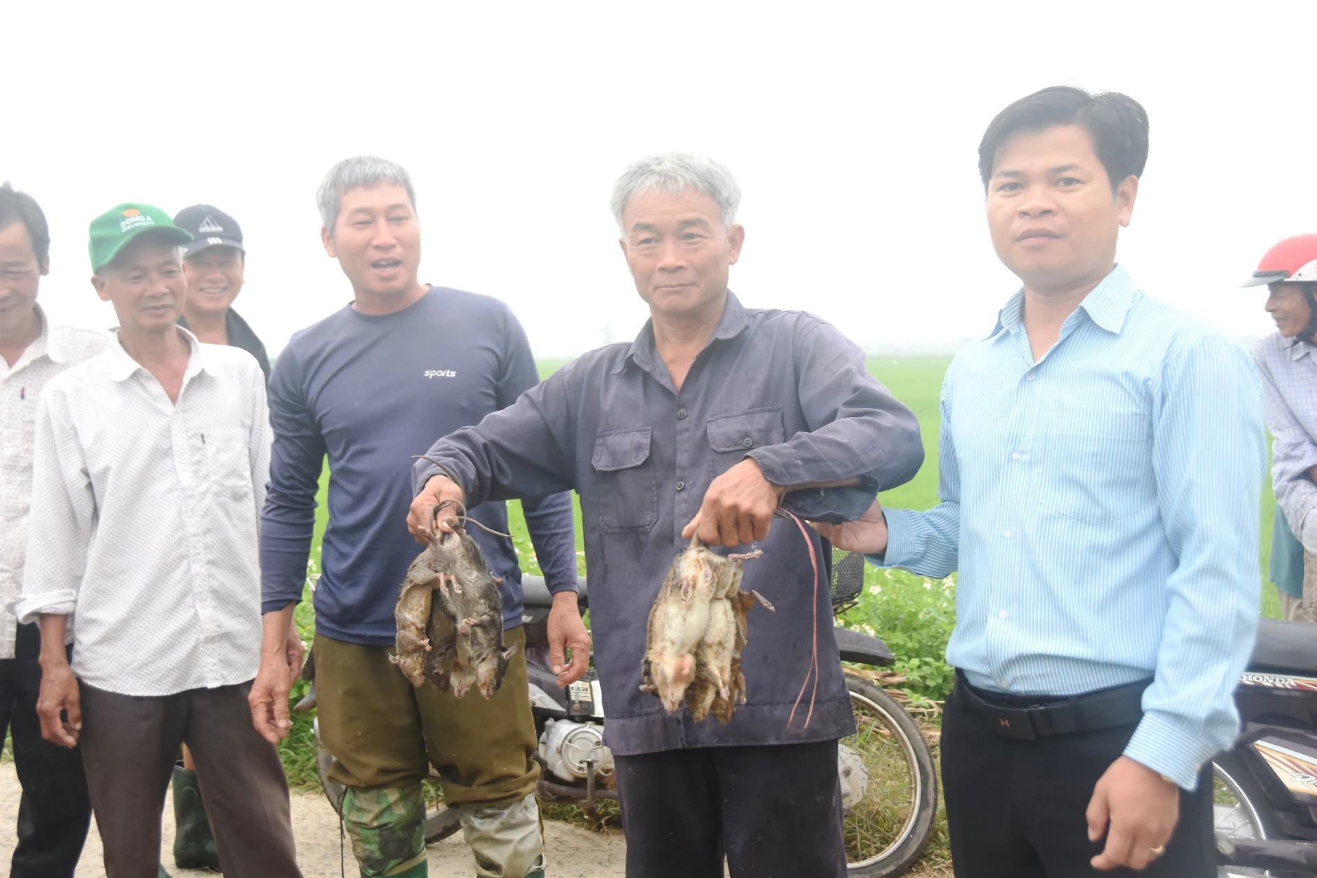 Số chuột phá hại đồng ruộng tại xã Triệu Cơ được bẫy, diệt hiệu quả đã hạn chế tối đa thiệt hại cho cây lúa - Ảnh: ĐV