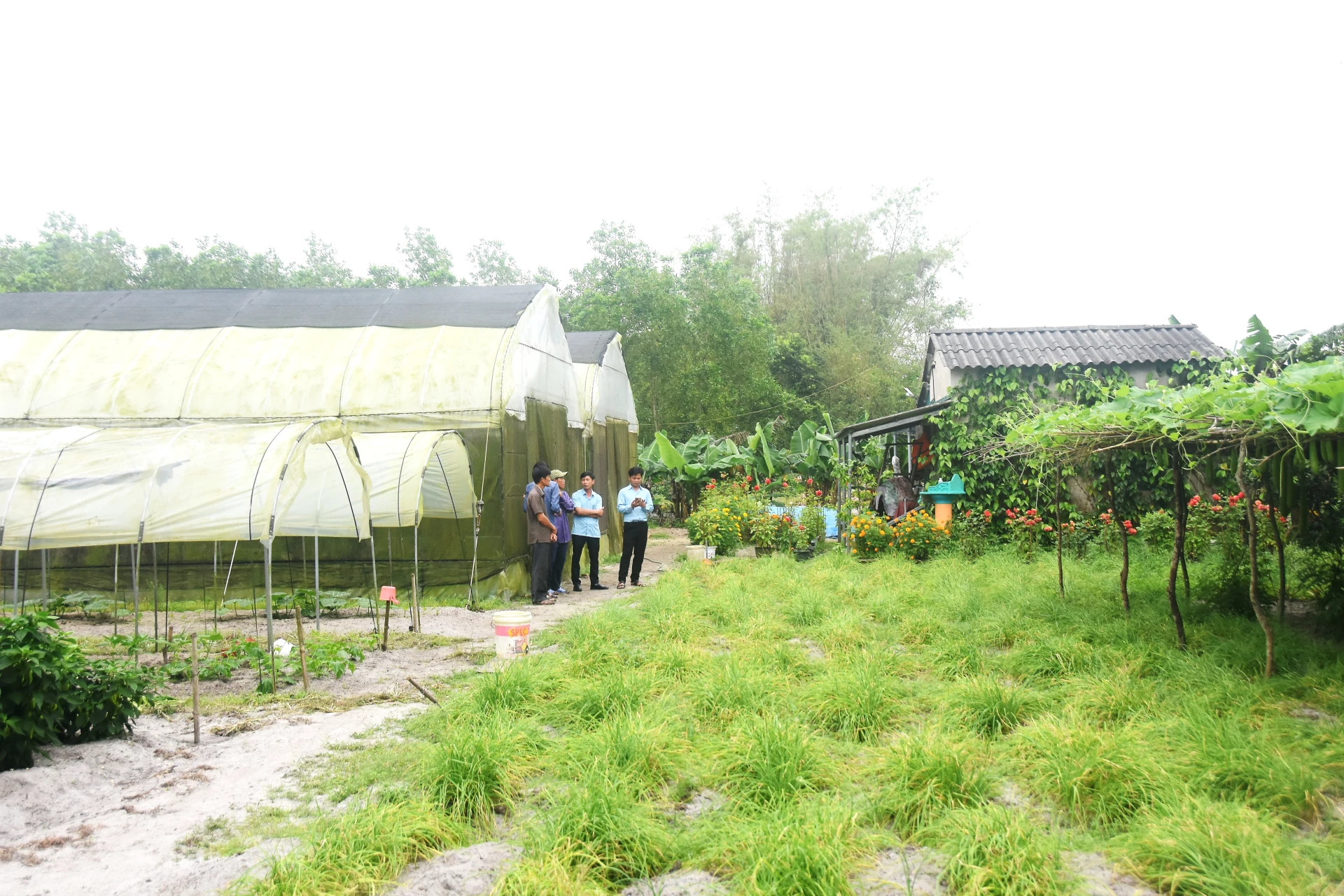 Mô hình canh tác hoa màu của gia đình ông Lê Quang Thảo - Ảnh: Đ.V