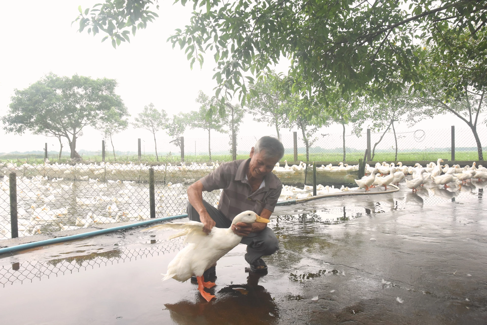 Mô hình nuôi vịt đẻ của ông Trần Tần, thôn Đồng Văn, xã Triệu Cơ - Ảnh: ĐV