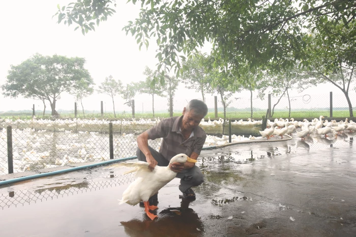 Làm giàu từ mô hình nuôi vịt