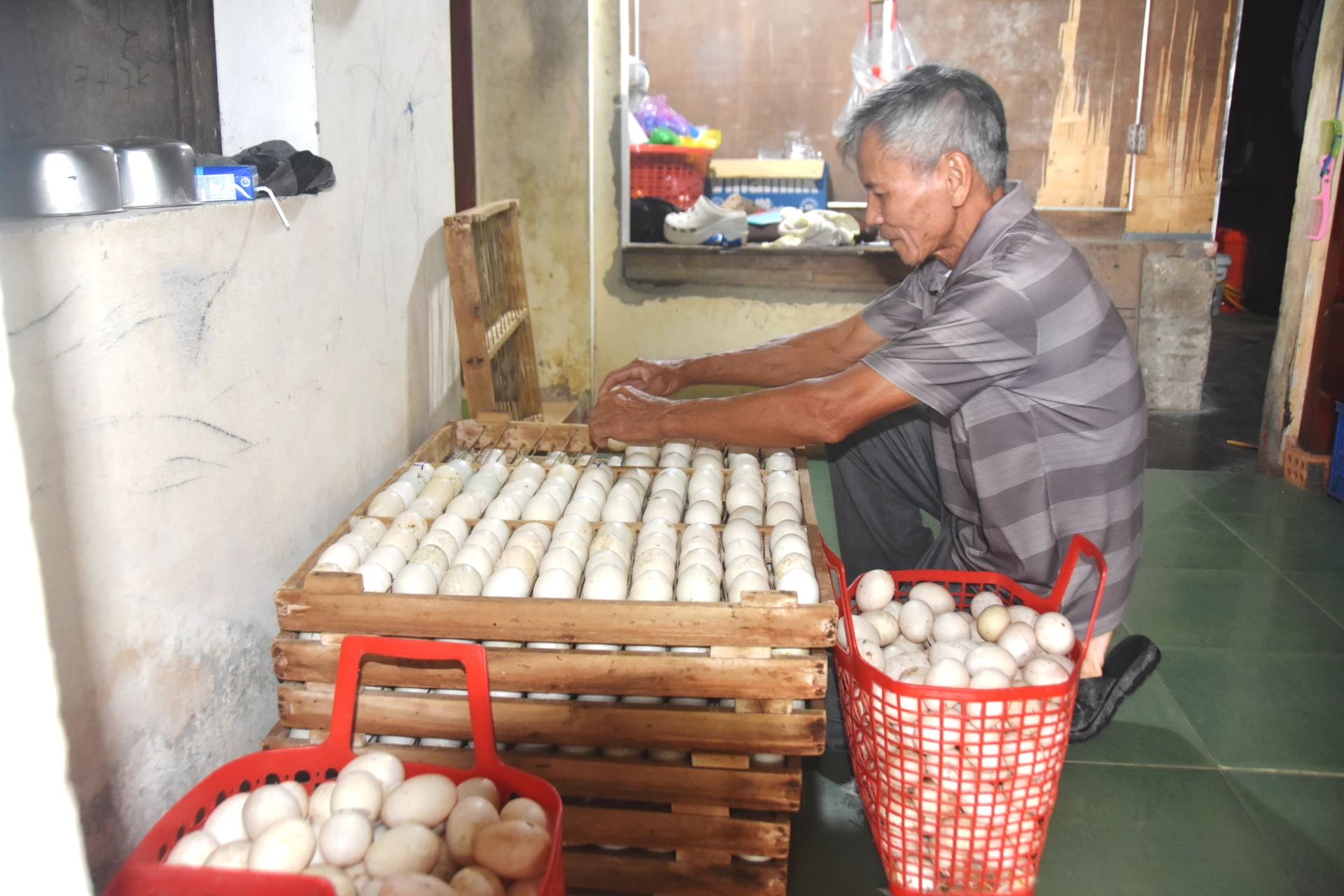  Ông Tần lựa trứng để đưa vào ấp giống - Ảnh: ĐV