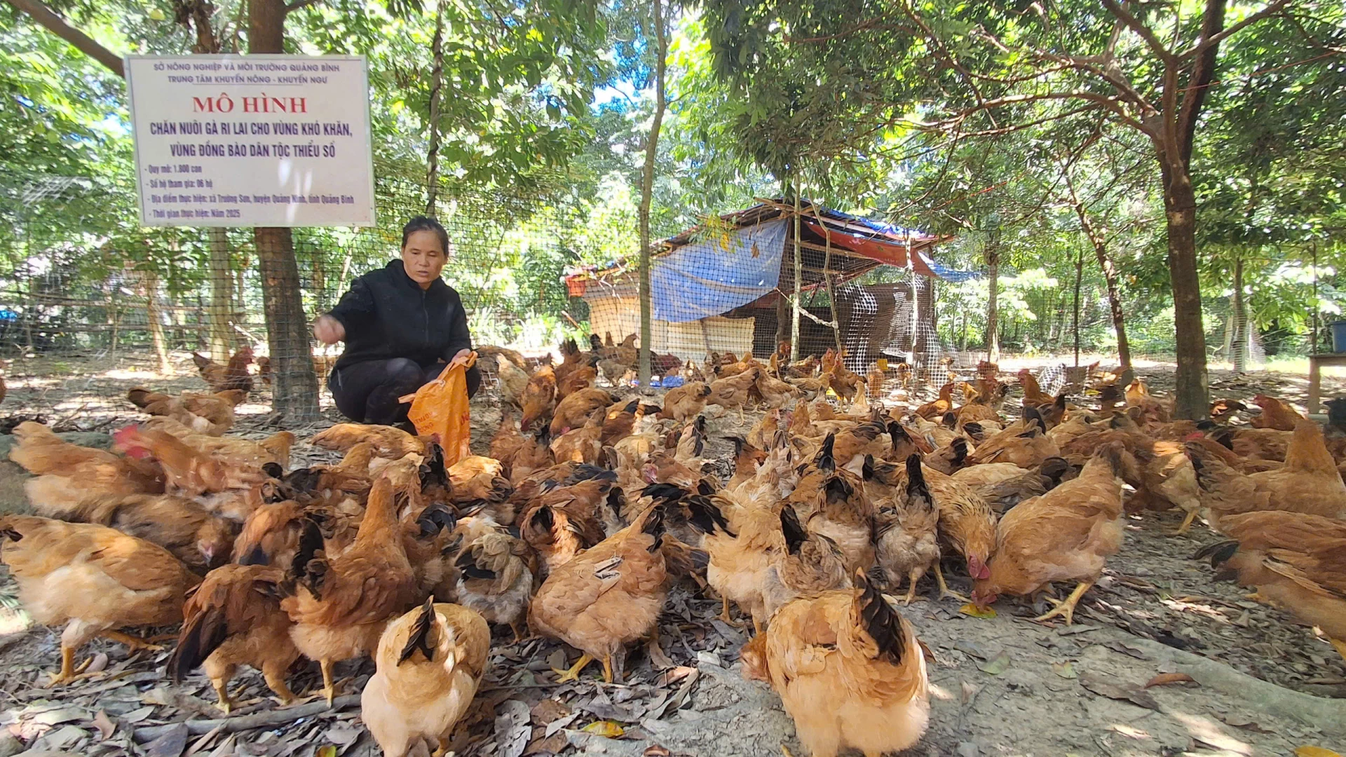 Đàn gà ri lai của bà Hồ Thị Đan, người Bru-Vân Kiều ở xã Trường Sơn phát triển tốt - Ảnh: P.P
