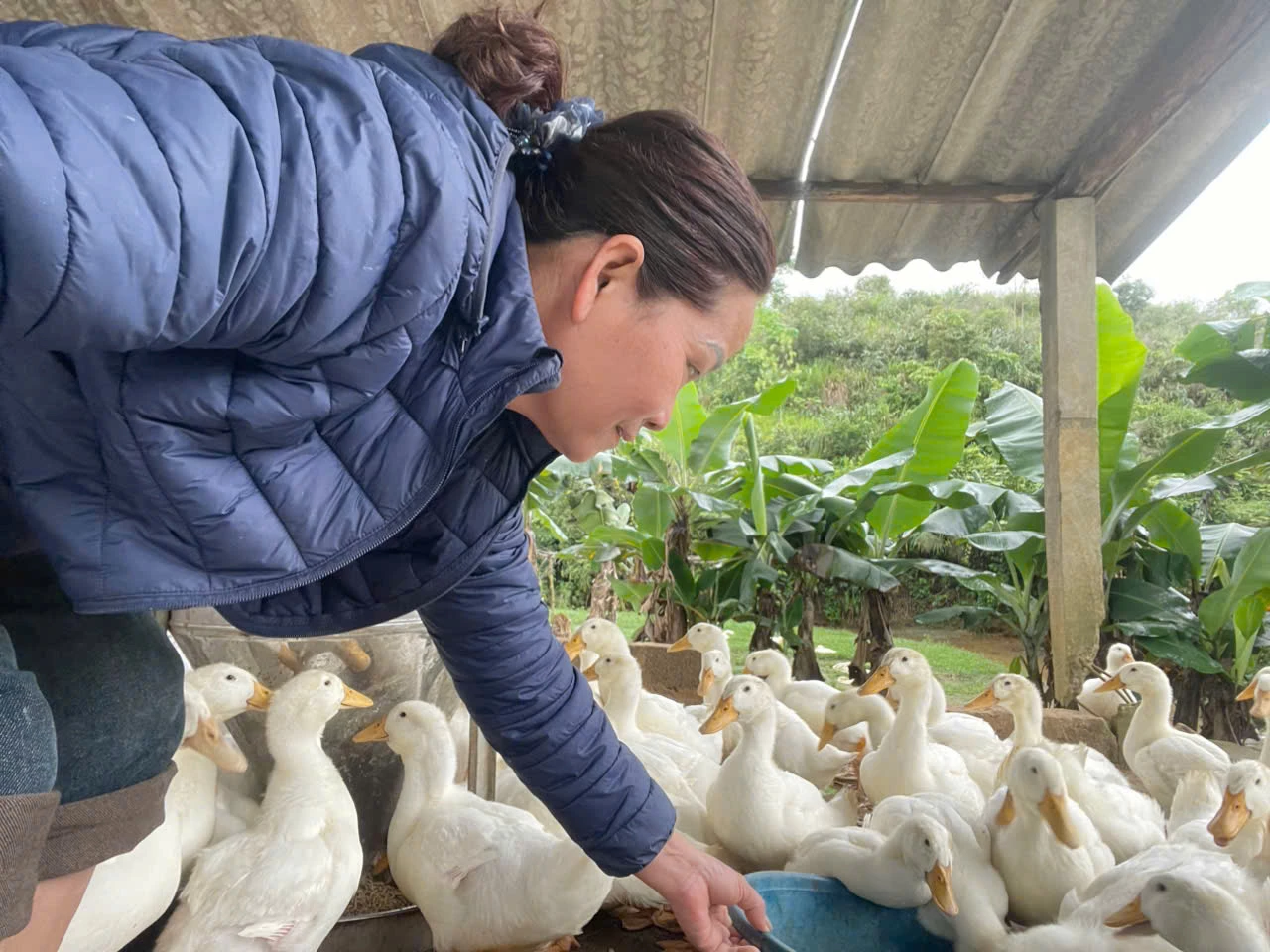 Đàn vịt của trang trại bà Nguyễn Thị Quy (xã Bố Trạch) sinh trưởng, phát triển tốt nhờ khâu chăm sóc đúng kỹ thuật - Ảnh: L.M