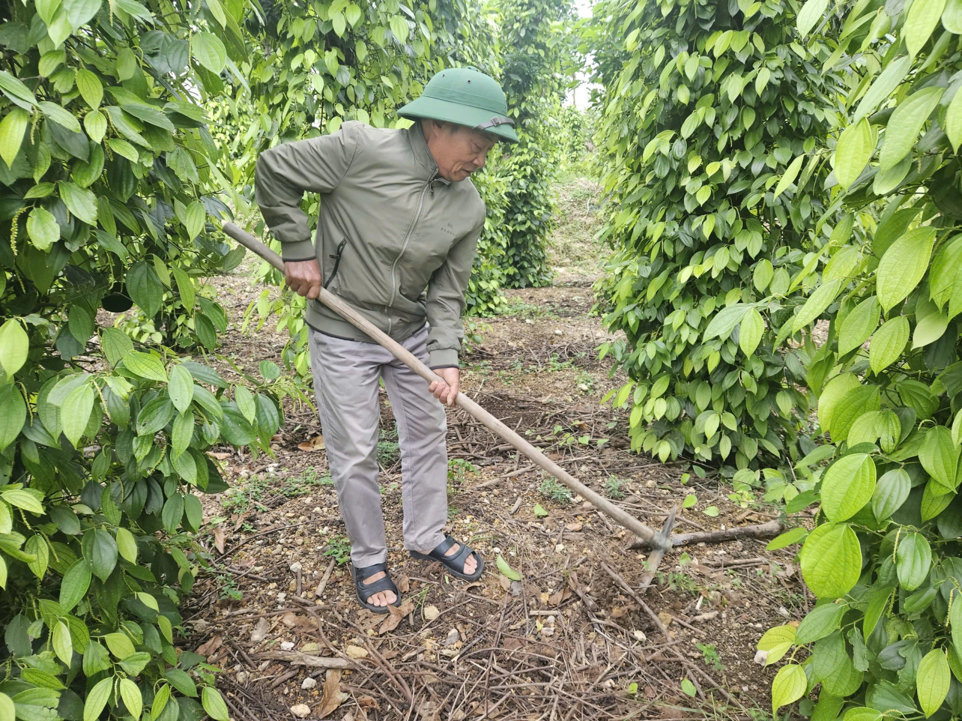 Nông dân trồng tiêu theo hướng hữu cơ, góp phần cải tạo đất, nâng cao giá trị sản phẩm - Ảnh: P.P