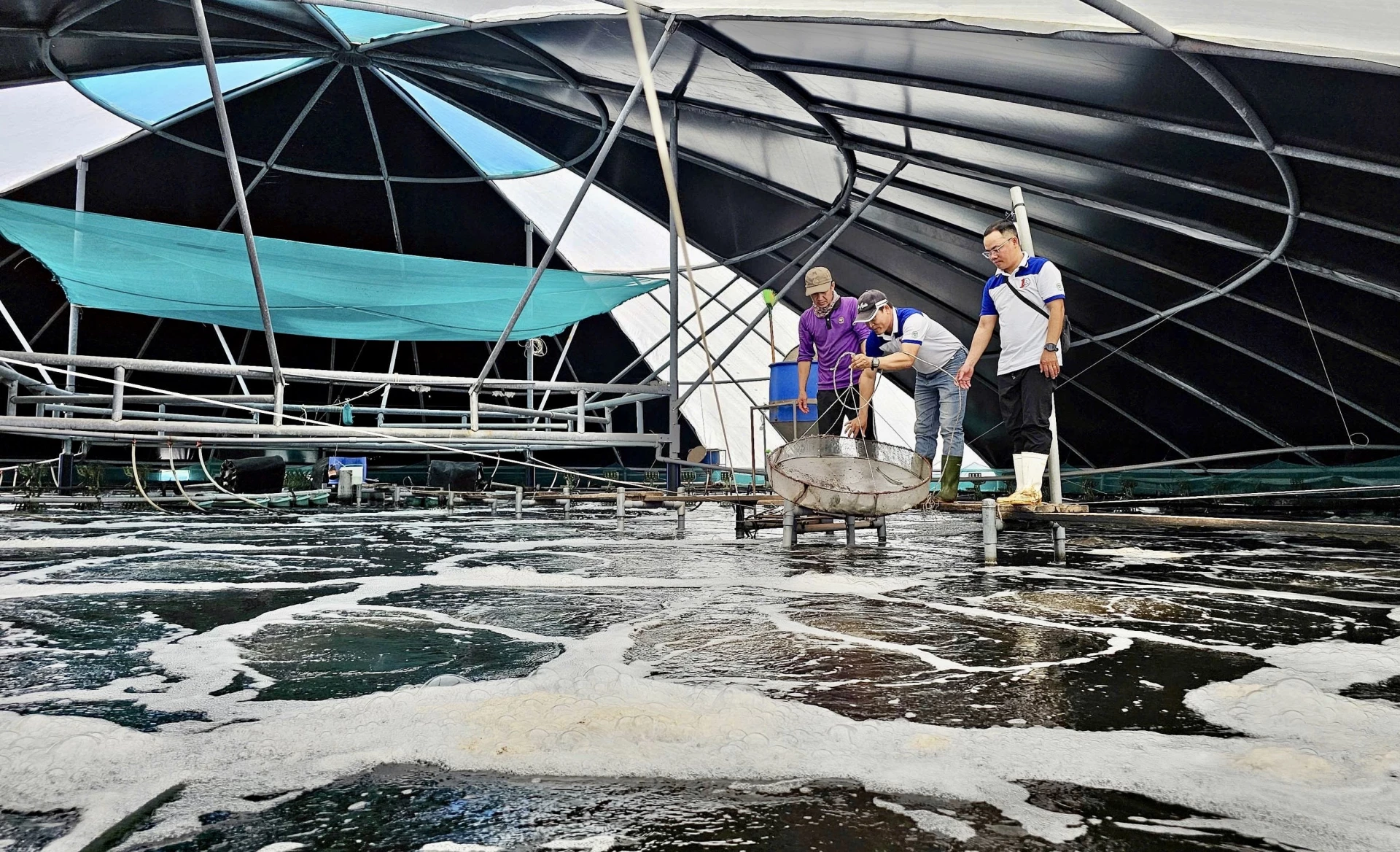 Mô hình nuôi tôm công nghệ cao giúp hạn chế xả thải ra môi trường, giảm nguy cơ lây lan dịch bệnh, góp phần bảo vệ hệ sinh thái ven biển- Ảnh: T.A
