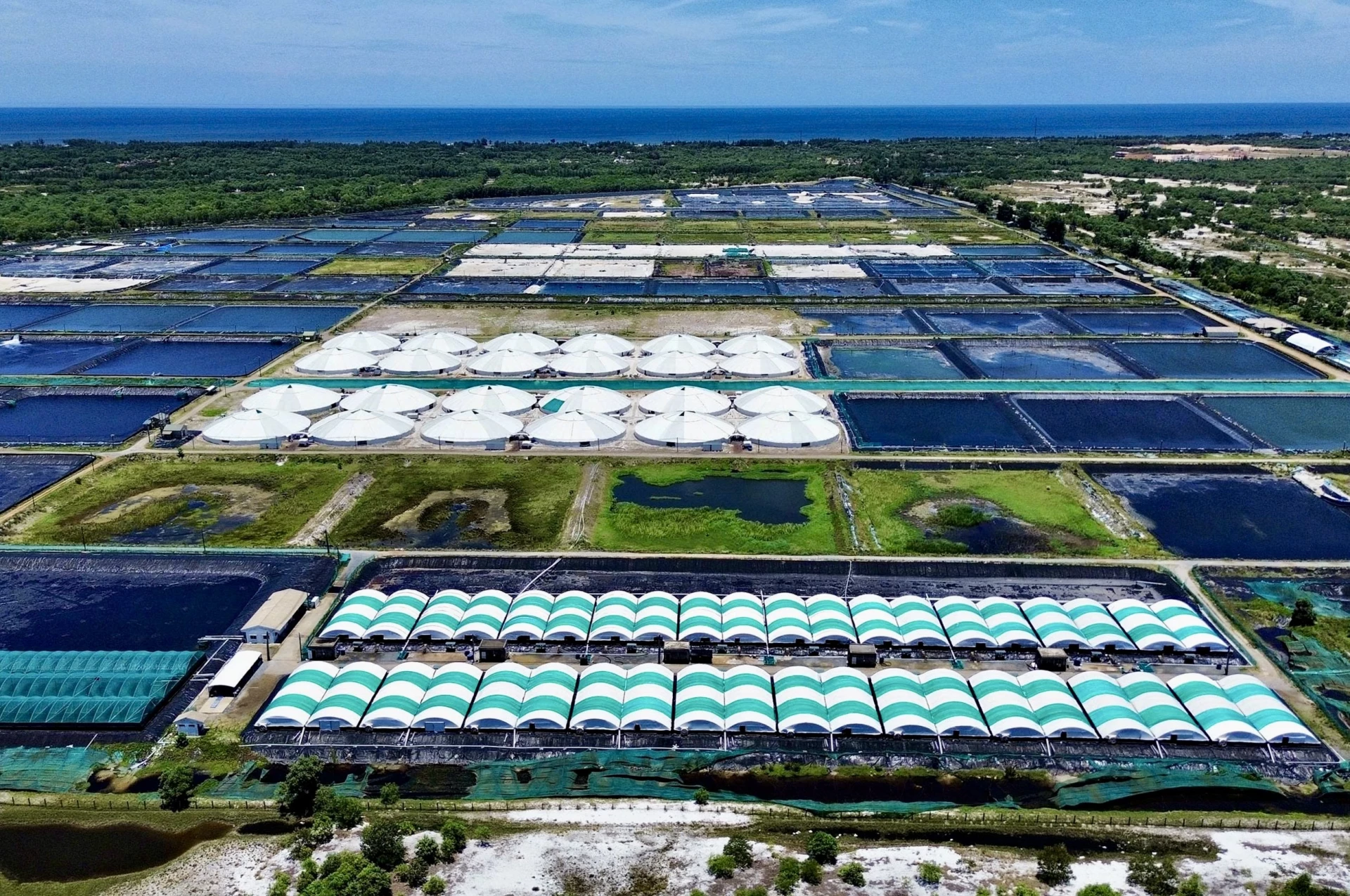 Mô hình nuôi tôm công nghệ cao đang từng bước chứng minh hướng đi phù hợp và bền vững đối với vùng ven biển - Ảnh: T.A