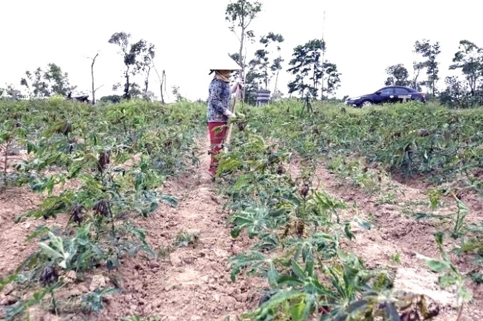 Hơn 1.000ha sắn trên địa bàn tỉnh bị nhiễm bệnh khảm lá