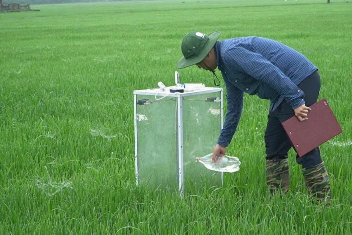 Canh tác lúa giảm phát thải: Lợi ích đa giá trị