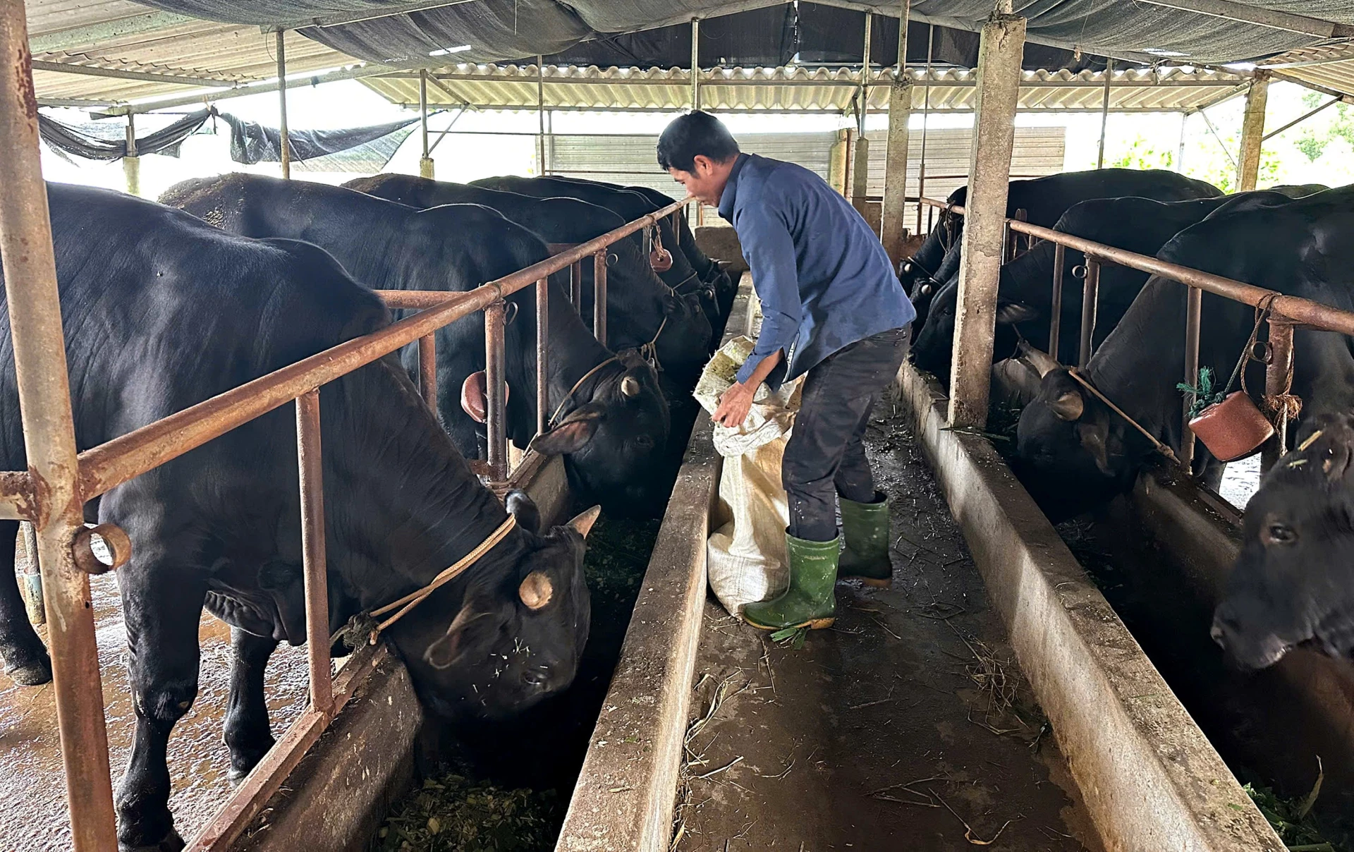 Đàn bò BBB của anh Nguyễn Minh Mười, phường Quảng Trị cho hiệu quả kinh tế vượt trội - Ảnh: L.A