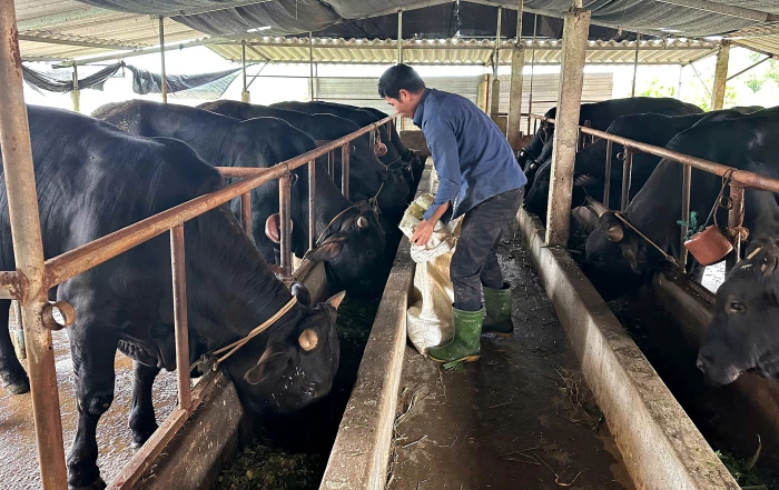 Phát triển nuôi bò thịt chất lượng cao